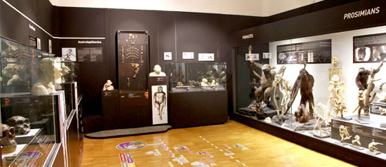 Civico Museo di Storia Naturale a Trieste
