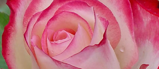 Primavera fioriscono le Rose al Vivaio Le Rose di Scandicci
